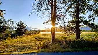 Sunrise Through Trees in Misty Mountain Meadow