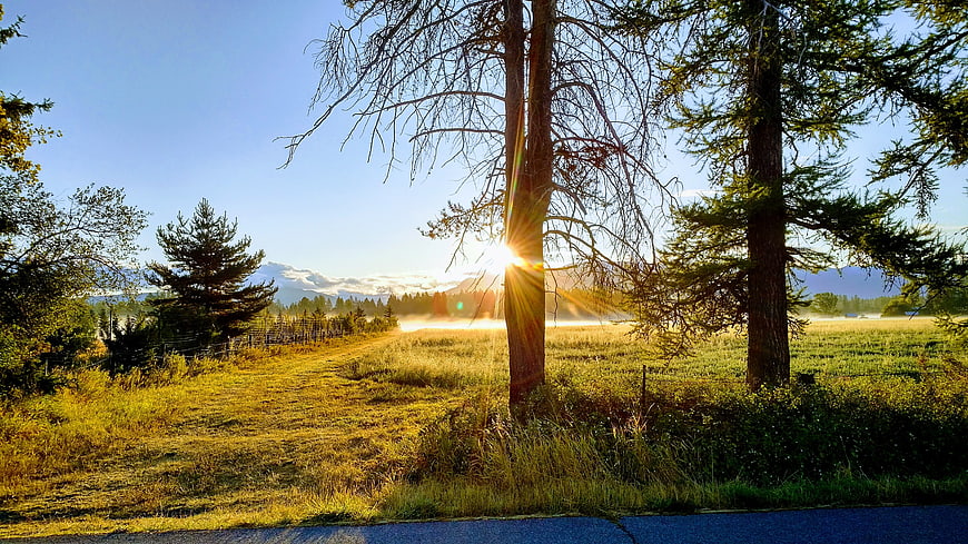 Sunrise Through Trees in Misty Mountain Meadow