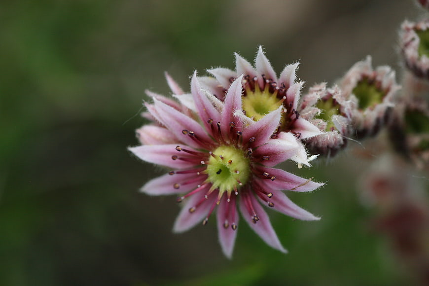 Close-up of delicate pink Sempervivum flower with green center