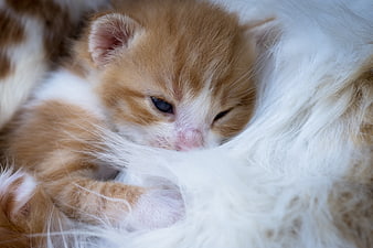 Sleepy Ginger Kitten Nestled in White Fur