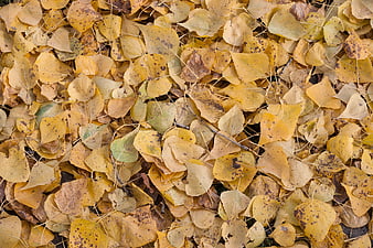 Top View of Yellow Autumn Leaves Texture Background