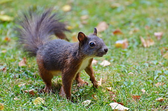 Eastern Gray Squirrel Standing on Green Grass