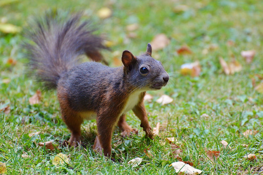 Eastern Gray Squirrel Standing on Green Grass