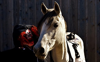 Horror Clown Mask Next to White Horse in Sunlight