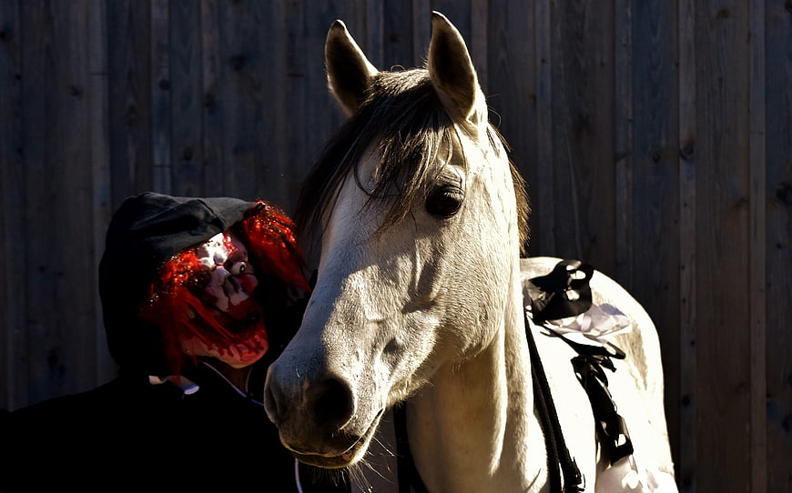 Horror Clown Mask Next to White Horse in Sunlight