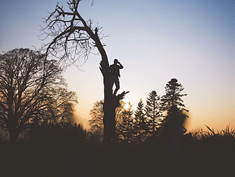 Silhouette of Man Climbing Dead Tree at Sunset