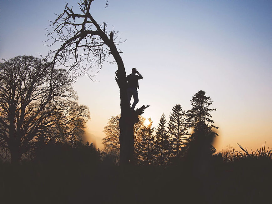 Silhouette of Man Climbing Dead Tree at Sunset