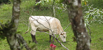 White cow grazing in green pasture through tree branches