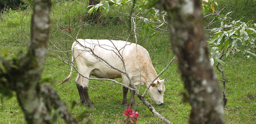 White cow grazing in green pasture through tree branches
