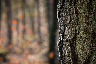 Close-up of textured tree bark with blurred autumn forest background