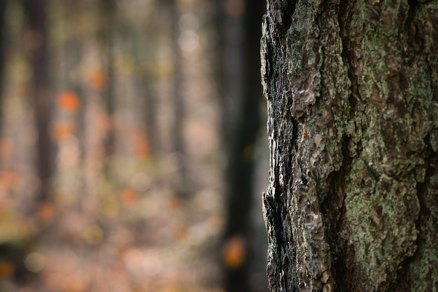 Close-up of textured tree bark with blurred autumn forest background