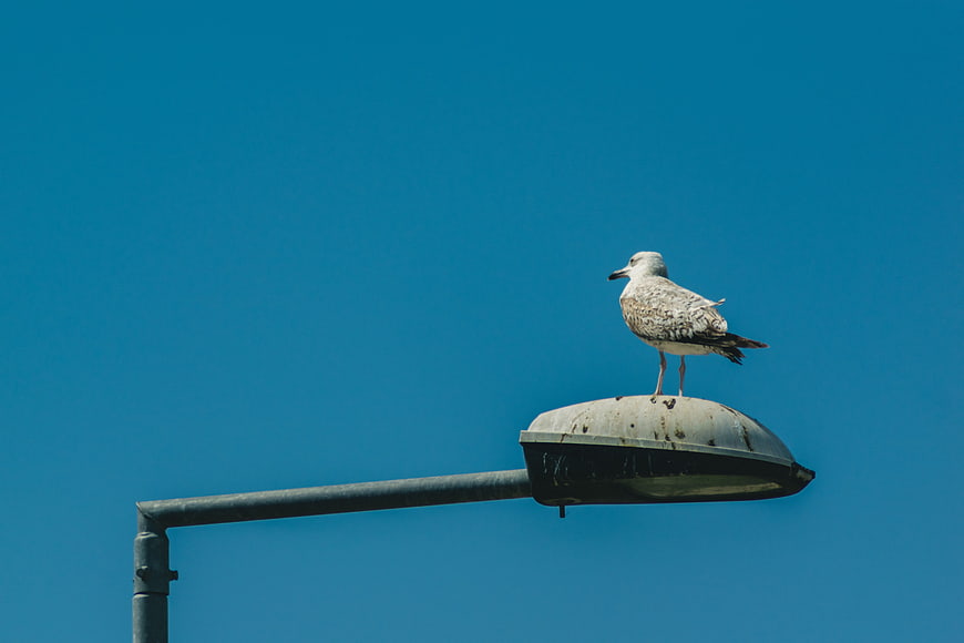 Seagull perched on street lamp against blue sky
