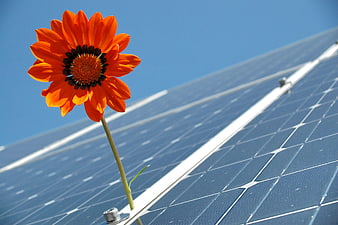 Orange flower growing in front of solar panels under blue sky