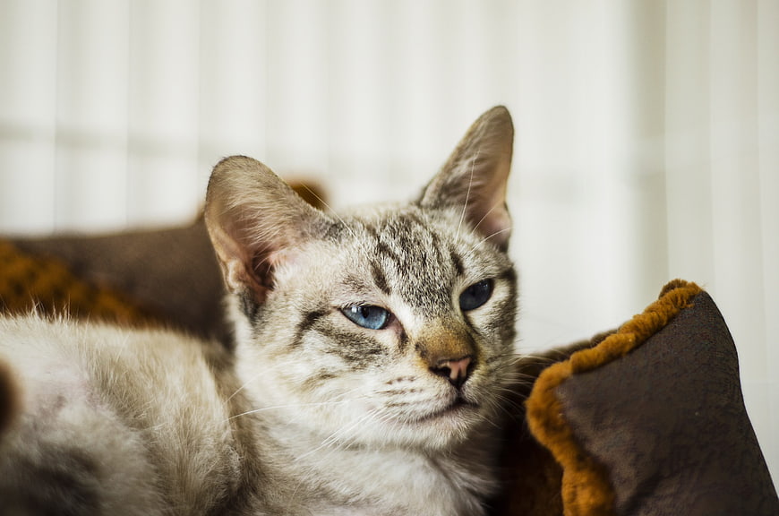 Close-up of a cute tabby cat with blue eyes resting on a cushion