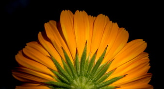 Close-up of vibrant orange calendula flower on black background