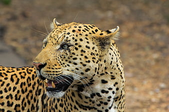 Close-up portrait of a leopard with mouth open