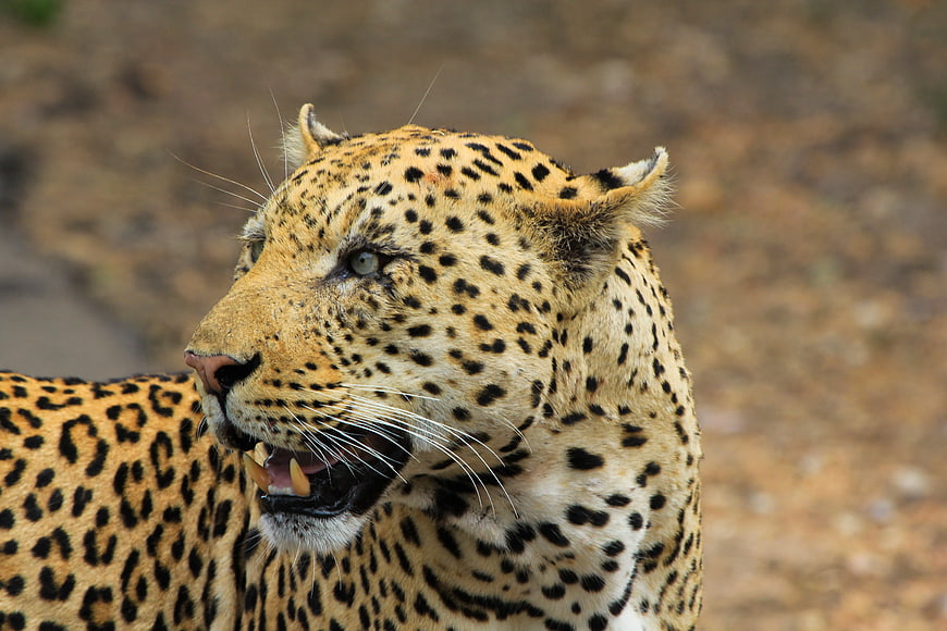 Close-up portrait of a leopard with mouth open