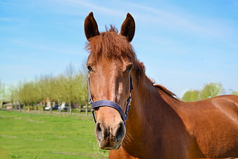 Brown Horse Head Portrait in Green Pasture