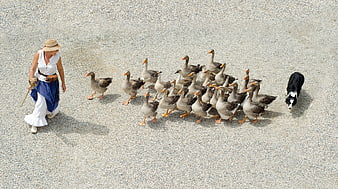 High Angle View of Woman Herding Geese with Border Collie