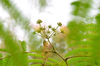 Close-up of Pink Silk Tree Flowers and Green Fern Leaves