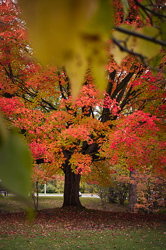 Vibrant Red and Orange Autumn Tree in Park