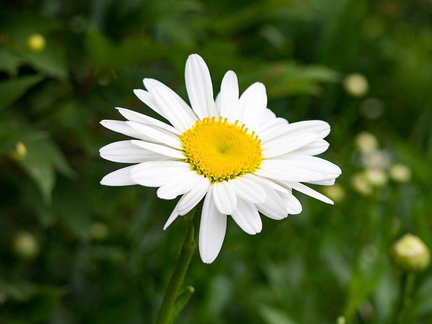 Close-up of a white daisy with yellow center in green garden