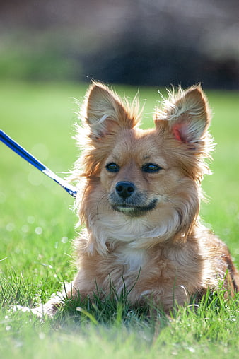 Cute Long-Haired Chihuahua Dog Lying on Green Grass