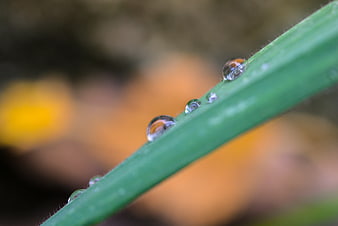 Macro shot of dew drops on a green grass blade
