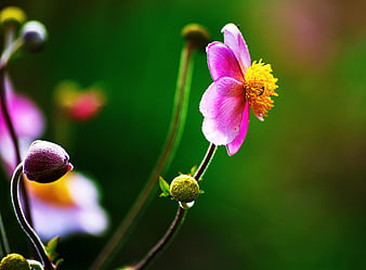 Close-up of pink anemone flower with yellow center