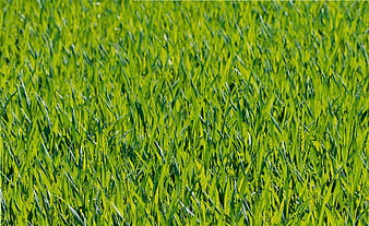 Vibrant Green Grass Field Closeup Texture