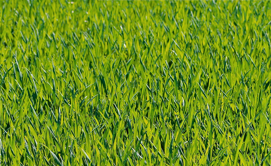 Vibrant Green Grass Field Closeup Texture