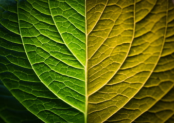 Macro Close-Up of Green Leaf Veins and Texture
