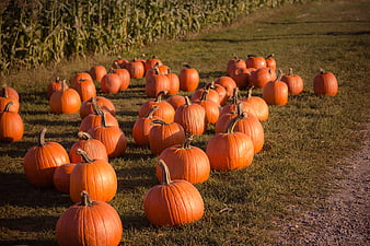 Pumpkins on grass near cornfield in golden hour light