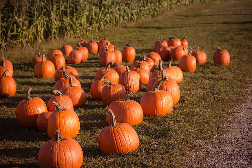Pumpkins on grass near cornfield in golden hour light