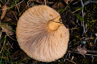 Close-up of mushroom gills on forest floor