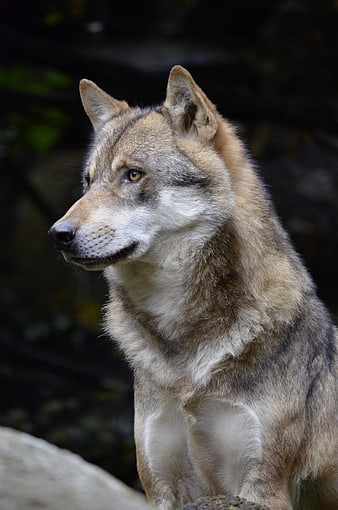 Close-up portrait of a wolf in profile