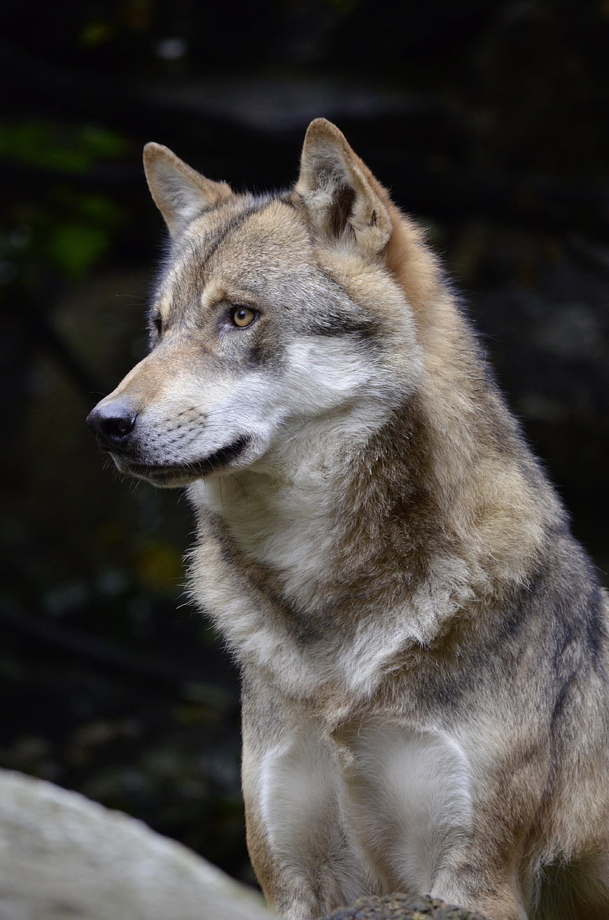 Close-up portrait of a wolf in profile