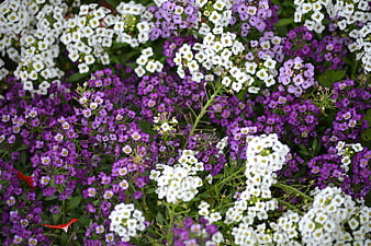 Vibrant Purple and White Alyssum Flowers in Bloom
