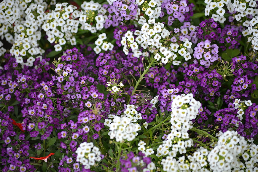 Vibrant Purple and White Alyssum Flowers in Bloom