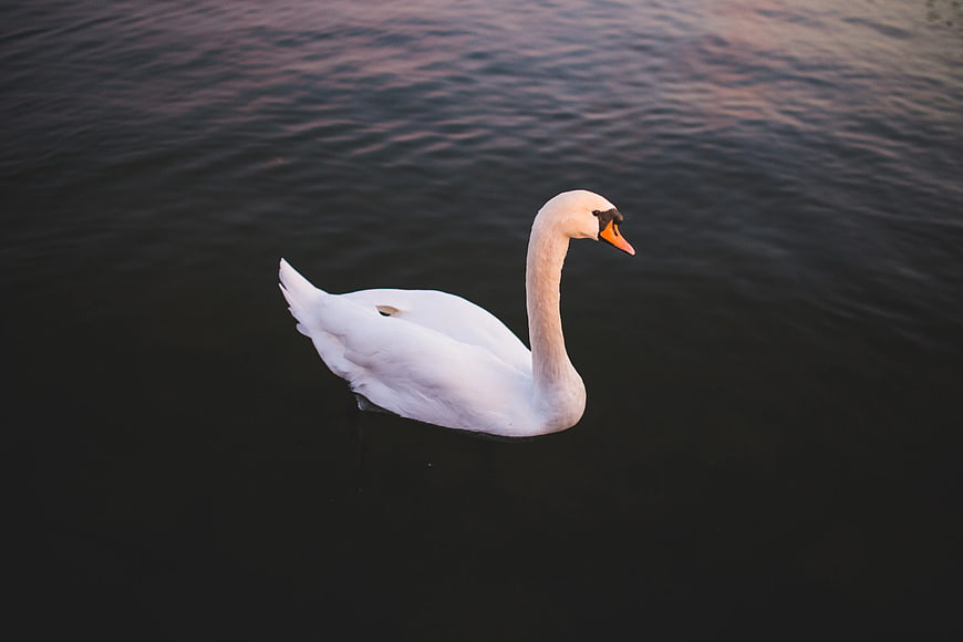 White Swan Swimming in Dark Water at Sunset