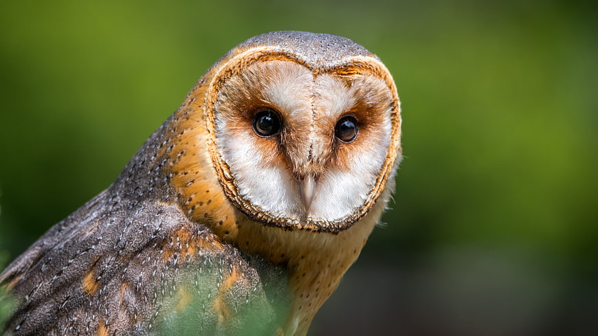 Close-up portrait of a barn owl with heart-shaped face