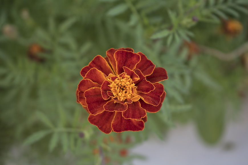 Close-up of a vibrant marigold flower with blurred green background