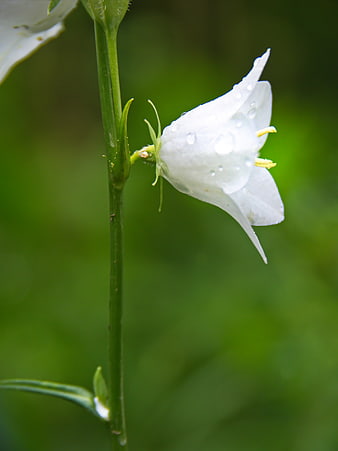White Bellflower with Water Droplets on Green Background