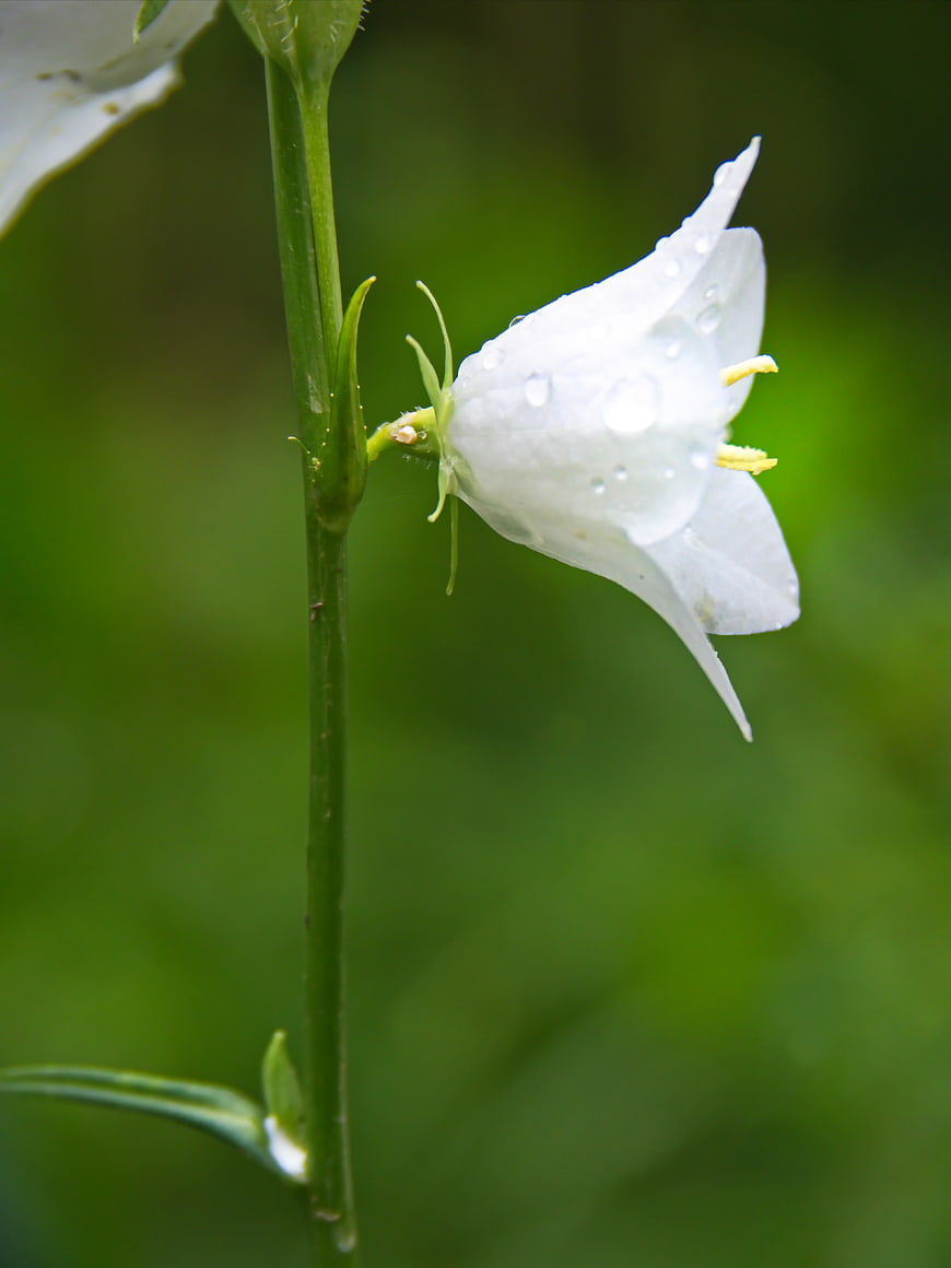 White Bellflower with Water Droplets on Green Background