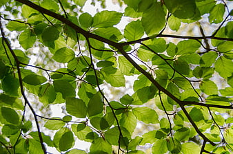 Sunlit Green Leaves on Tree Branches Against Sky