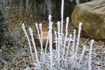 Frosted Sage Plant in Winter Garden with Singing Bowl