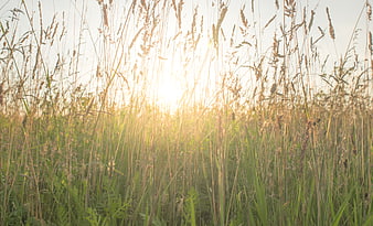Golden sunlight shining through tall grass in a meadow