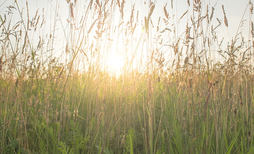 Golden sunlight shining through tall grass in a meadow