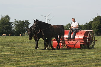 Man driving horse-drawn hay rake in field with wind turbines