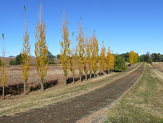 Rural country road lined with yellow autumn poplar trees